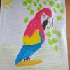 7. Papuga Hani Ł.
