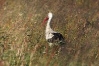 II Nagroda do lat 21 - Radosław Dobrowolski, Supraśl, za całość prac