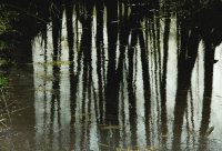 I nagroda do lat 21 - Ewa Dąbrowska, I LO Hajnówka, za całość prac 