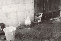 III Nagroda do 15 lat - Marek Onapiuk - MDK Białystok - za prace „Cmentarz”, „XXX”, „XXX”, „Plotki”, „Były sobie kruki”