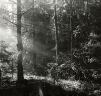 III nagroda — Waldemar Mojsiuszko — MDK Białystok za cykl „Las”