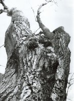 I Nagroda do lat 15 - Adam Rokosz, Sp. C.E. Racibórz, za całość prac