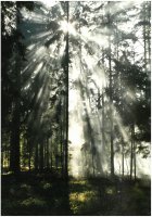 II Nagroda do lat 21 - Radosław Dobrowolski, Supraśl, za całość prac