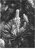 III nagroda do lat 20 - Robert Dejtrowski - MDK Warszawa Łazienkowska - za prace o tematyce przyrodniczej