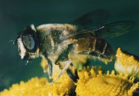 Nagroda Północnopolskiego Towarzystwa Ochrony Ptaków w Białymstoku za najlepsze zdjęcia o tematyce przyrodniczej - Michał Przybycin, XII LO Kraków, za zestaw pt. „Owady”