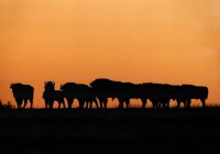 II Nagroda do lat 21 - Radosław Dobrowolski, Supraśl, za całość prac