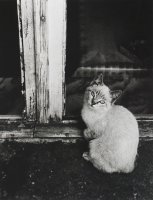 Wyróżnienie do lat 15 - Dariusz Stasiak - KF „Zapis” Bolesławiec - za pracę „XXX”