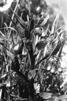 III nagroda do lat 20 - Robert Dejtrowski - MDK Warszawa Łazienkowska - za prace o tematyce przyrodniczej