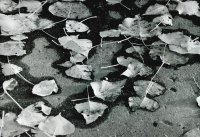 I nagroda do lat 21 - Ewa Dąbrowska, I LO Hajnówka, za całość prac 