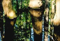 I nagroda do lat 21 - Ewa Dąbrowska, I LO Hajnówka, za całość prac 