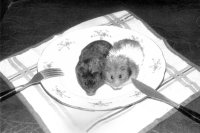 I Nagroda do lat 15 - Agnieszka Wilga, MDK Białystok, za całość prac