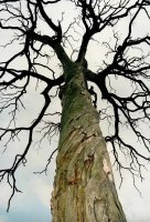 I nagroda do lat 15 - Adam Rokosz, SSP, RTO „Szkoła” Racibórz, za całość prac 