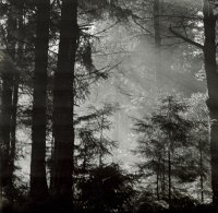 III nagroda — Waldemar Mojsiuszko — MDK Białystok za cykl „Las”