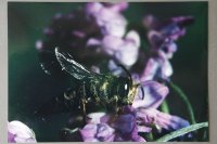 Nagroda Północnopolskiego Towarzystwa Ochrony Ptaków w Białymstoku za najlepsze zdjęcia o tematyce przyrodniczej - Michał Przybycin, XII LO Kraków, za zestaw pt. „Owady”