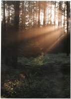 II Nagroda do lat 21 - Radosław Dobrowolski, Supraśl, za całość prac