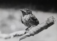 III nagroda do lat 20 - Robert Dejtrowski - MDK Warszawa Łazienkowska - za prace o tematyce przyrodniczej