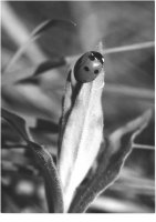 III nagroda do lat 20 - Robert Dejtrowski - MDK Warszawa Łazienkowska - za prace o tematyce przyrodniczej