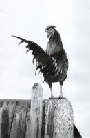 I Nagroda do lat 15 - Adam Rokosz, Sp. C.E. Racibórz, za całość prac