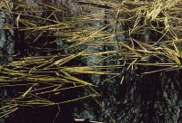 I nagroda do lat 21 - Ewa Dąbrowska, I LO Hajnówka, za całość prac 