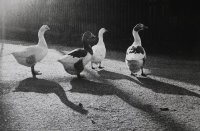 II nagroda do lat 15 - Maciej Fedorowicz - MDK Białystok - za całość prac 