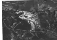 III nagroda do lat 20 - Robert Dejtrowski - MDK Warszawa Łazienkowska - za prace o tematyce przyrodniczej