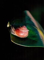 I nagroda do lat 15 - Adam Rokosz, SSP, RTO „Szkoła” Racibórz, za całość prac 