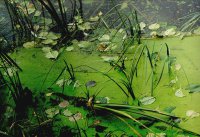 I nagroda do lat 21 - Ewa Dąbrowska, I LO Hajnówka, za całość prac 