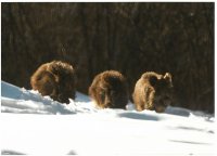 II Nagroda do lat 21 - Radosław Dobrowolski, Supraśl, za całość prac