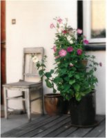 Wyróżnienie do lat 21 - Marta Anna Sokólska, VI LO Białystok, za zdjęcie pt. „Kwiaty” 