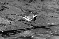 III nagroda do lat 20 - Robert Dejtrowski - MDK Warszawa Łazienkowska - za prace o tematyce przyrodniczej