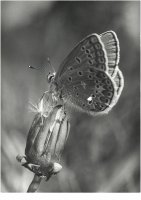 III nagroda do lat 20 - Robert Dejtrowski - MDK Warszawa Łazienkowska - za prace o tematyce przyrodniczej