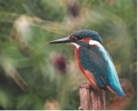 II Nagroda do lat 21 - Radosław Dobrowolski, Supraśl, za całość prac