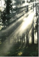 II Nagroda do lat 21 - Radosław Dobrowolski, Supraśl, za całość prac