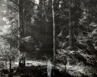 III nagroda — Waldemar Mojsiuszko — MDK Białystok za cykl „Las”