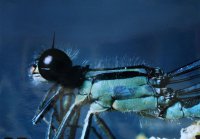 Nagroda Północnopolskiego Towarzystwa Ochrony Ptaków w Białymstoku za najlepsze zdjęcia o tematyce przyrodniczej - Michał Przybycin, XII LO Kraków, za zestaw pt. „Owady”