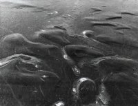 Wyróżnienie do lat 21 - Paweł Ramel, MDK Augustów, za całość prac