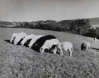 Wyróżnienie do lat 15 - Wiesław Mirek - MDK Nowy Sącz - za pracę „Krajobraz”