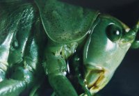 Nagroda Północnopolskiego Towarzystwa Ochrony Ptaków w Białymstoku za najlepsze zdjęcia o tematyce przyrodniczej - Michał Przybycin, XII LO Kraków, za zestaw pt. „Owady”