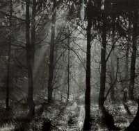 III nagroda — Waldemar Mojsiuszko — MDK Białystok za cykl „Las”